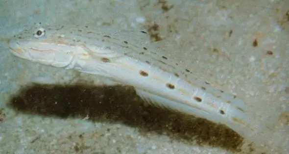 Valenciennea Longipinnis